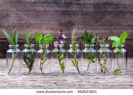 essential-oil-with-herbs-holy-basil-flower-basil-flower-rosemary-oregano-sage-parsley-362623601