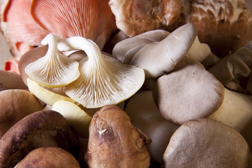 Edible Mushrooms Nature's Most Researched AntiCancer Agent My