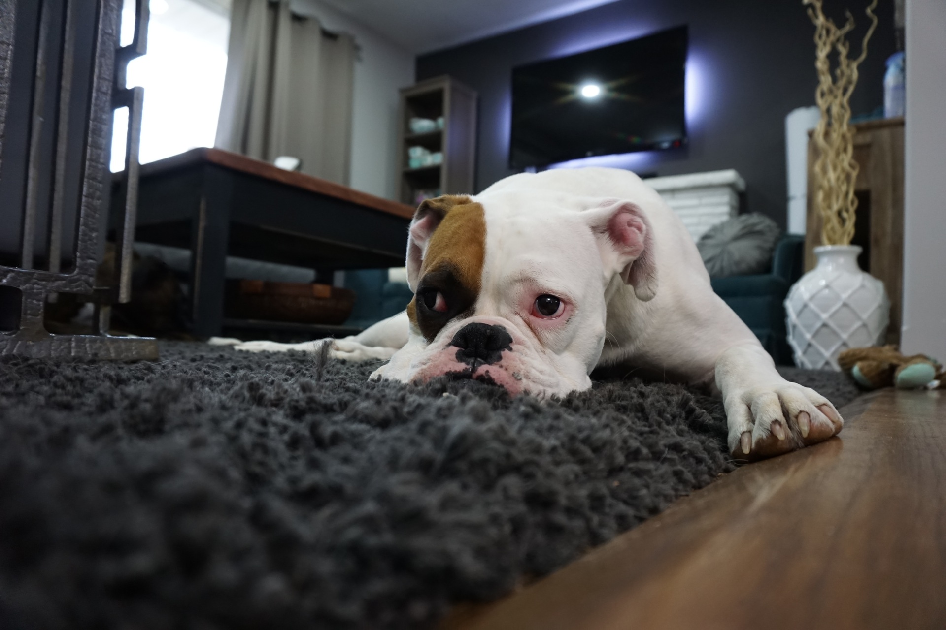dog carpet