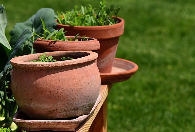 herbs in pot