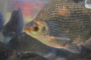 fish-tilapia