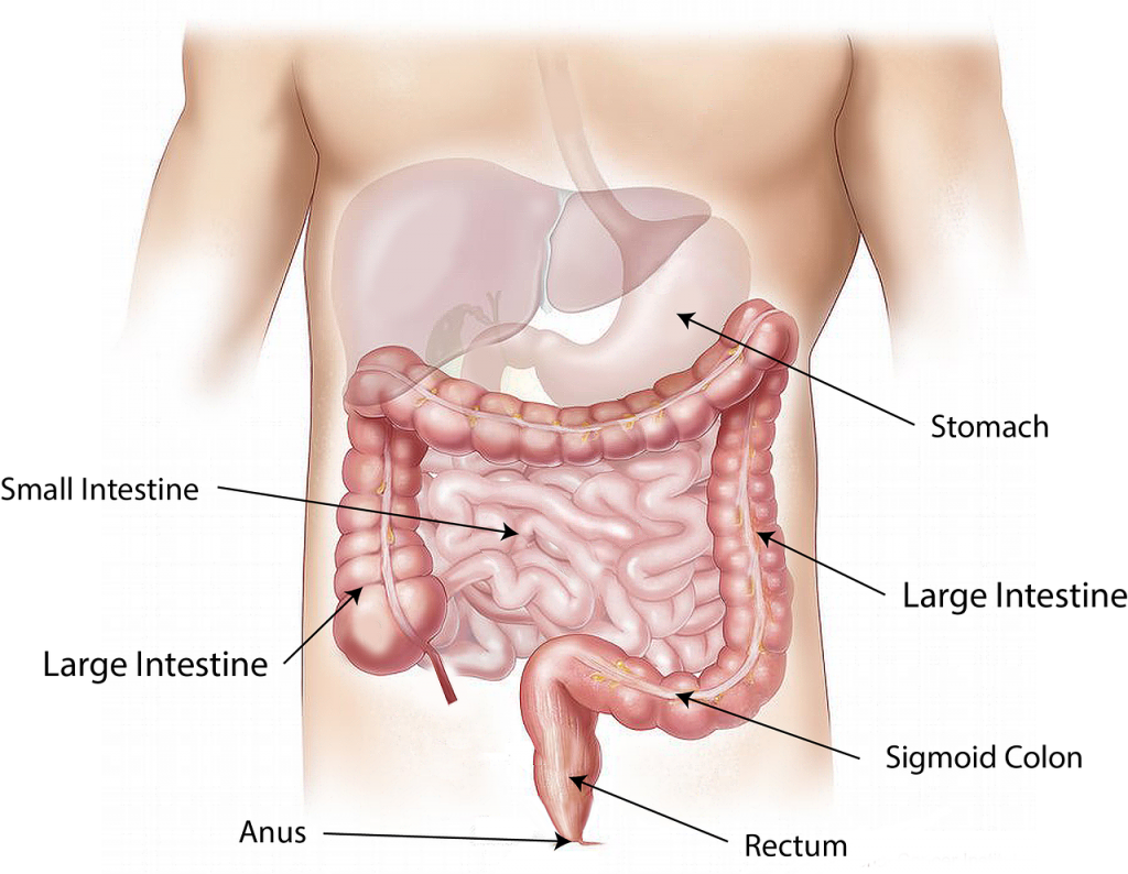 What Is a Colonic and Why Do People Get Them? My Health Maven