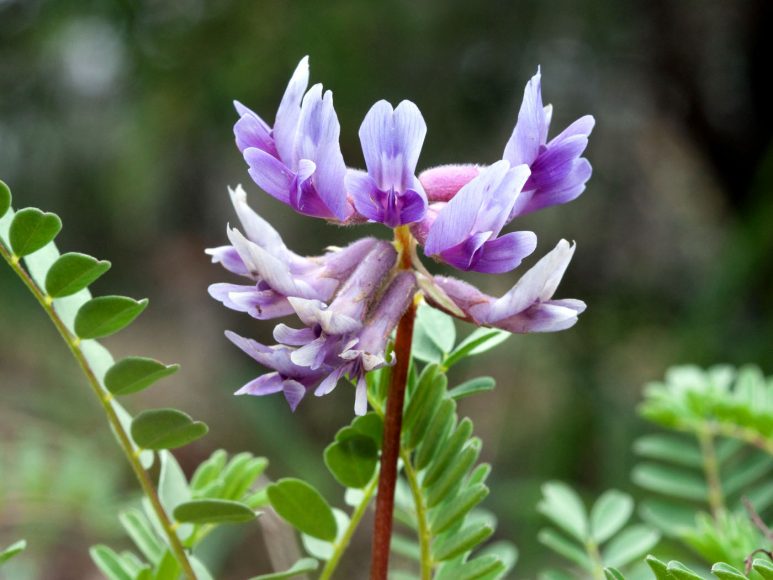17 Remarkable Science Backed Benefits of Astragalus Root My Health Maven
